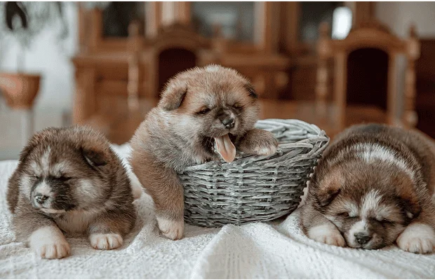 Цуценя вдома: топ 35 зоотоварів AnimAll для собак від народження до 6 місяців